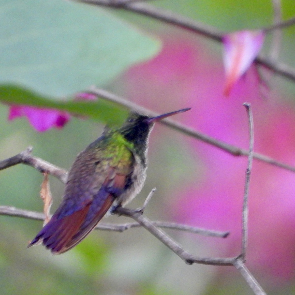 Berylline Hummingbird - ML643495416
