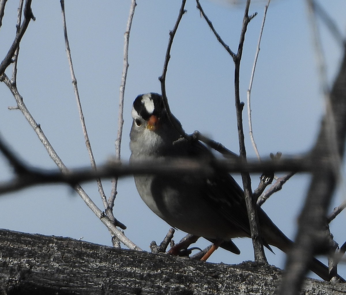 White-crowned Sparrow - ML643495422