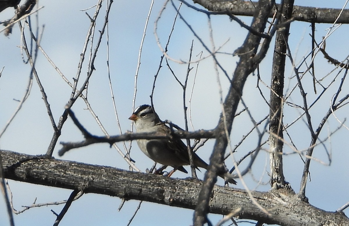 White-crowned Sparrow - ML643495423