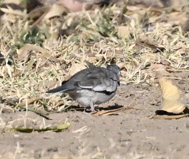 holoubek pikui - ML643495435