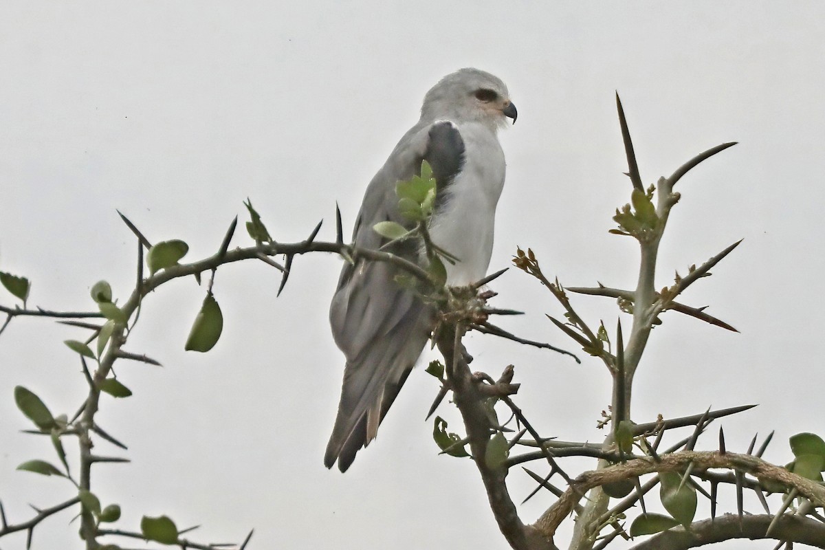 Black-winged Kite - ML643495436