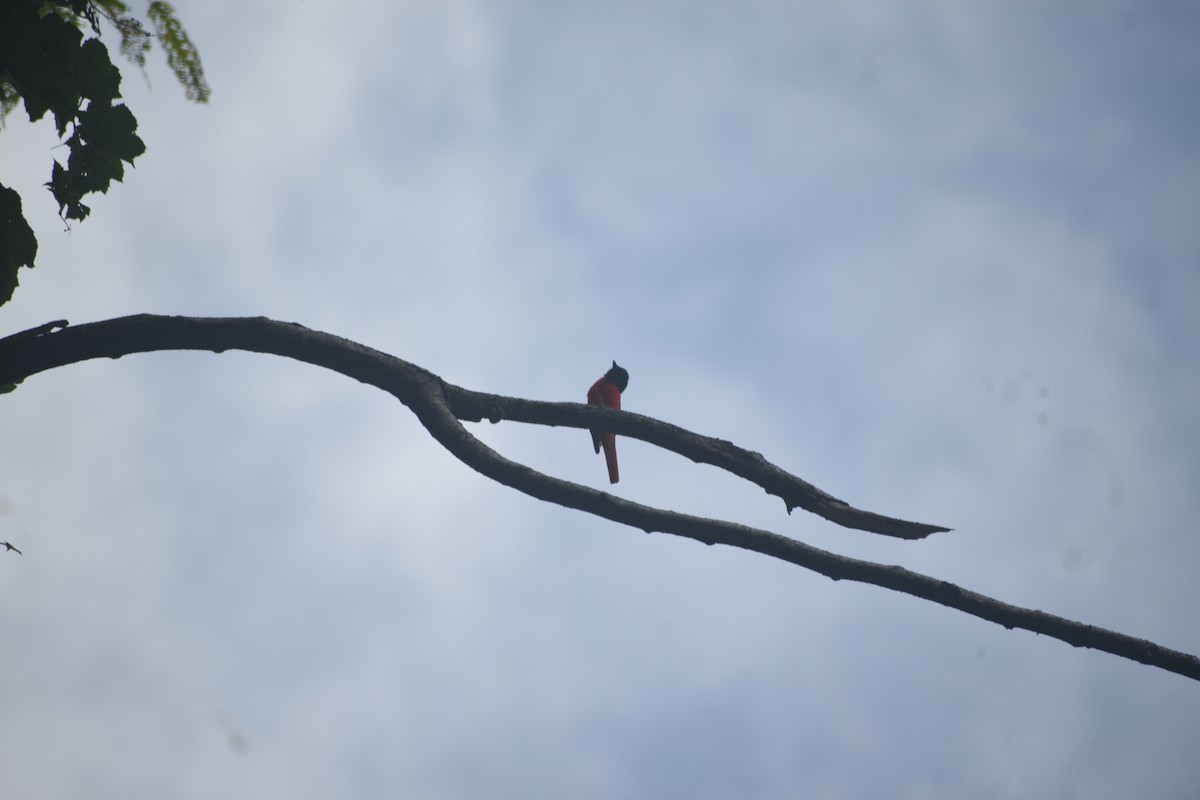Minivet écarlate - ML643495438