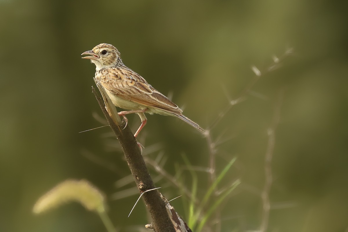 Indian Bushlark - ML643495439