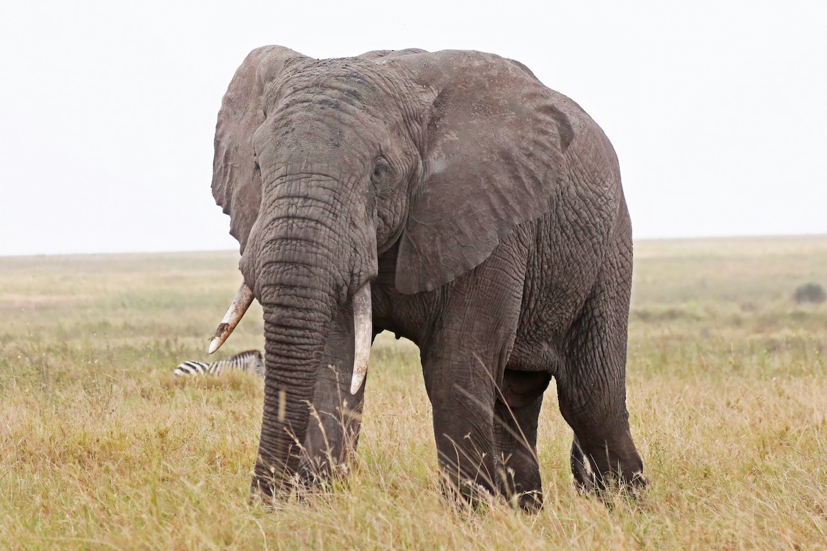 African Savanna Elephant - ML643495445
