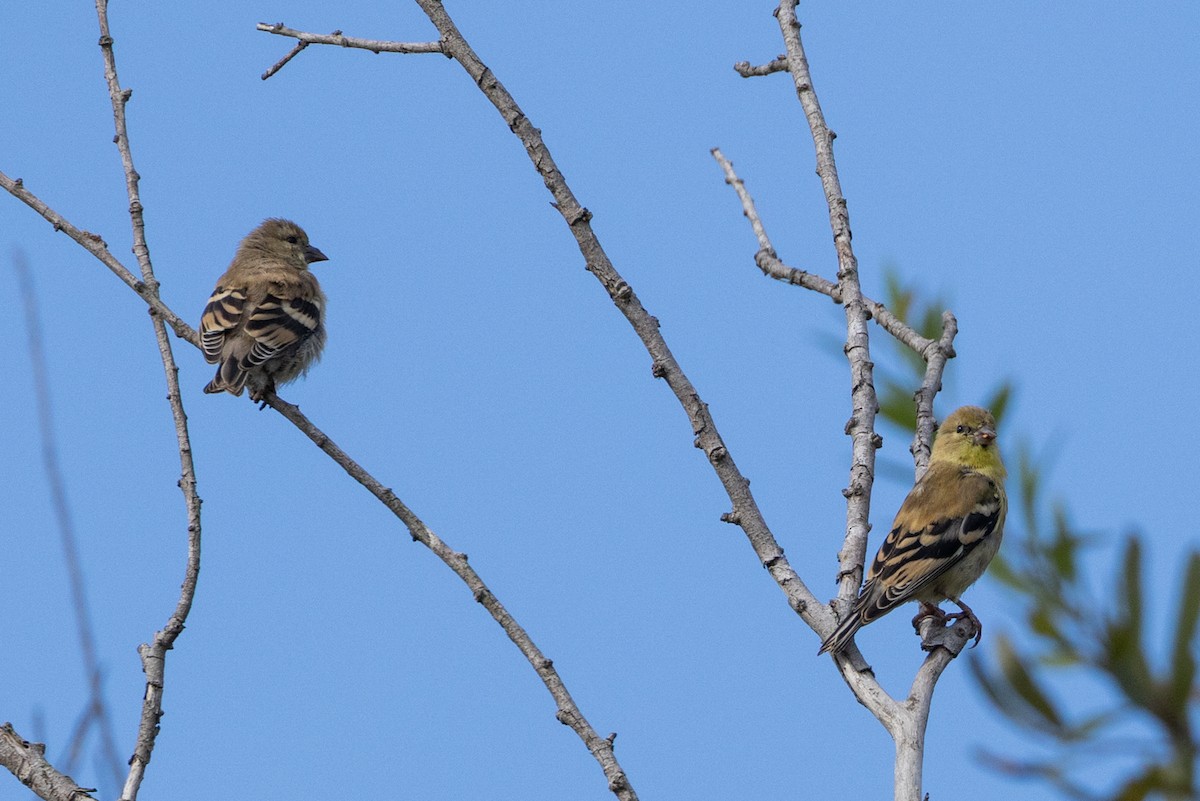 American Goldfinch - ML643495452