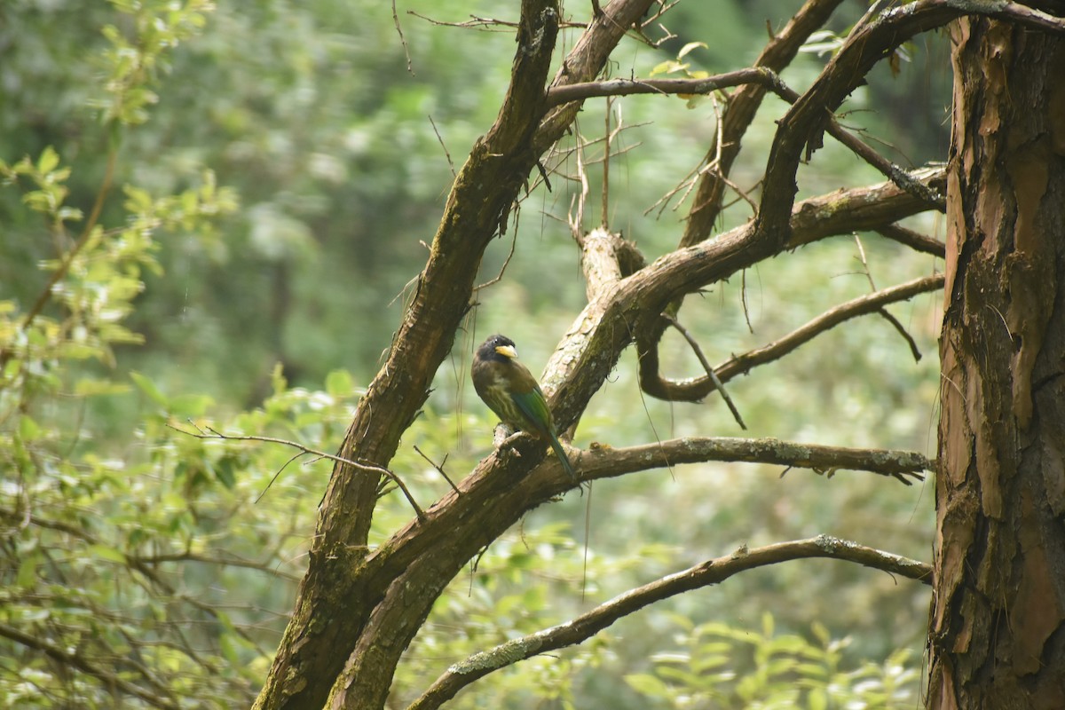 Great Barbet - ML643495458
