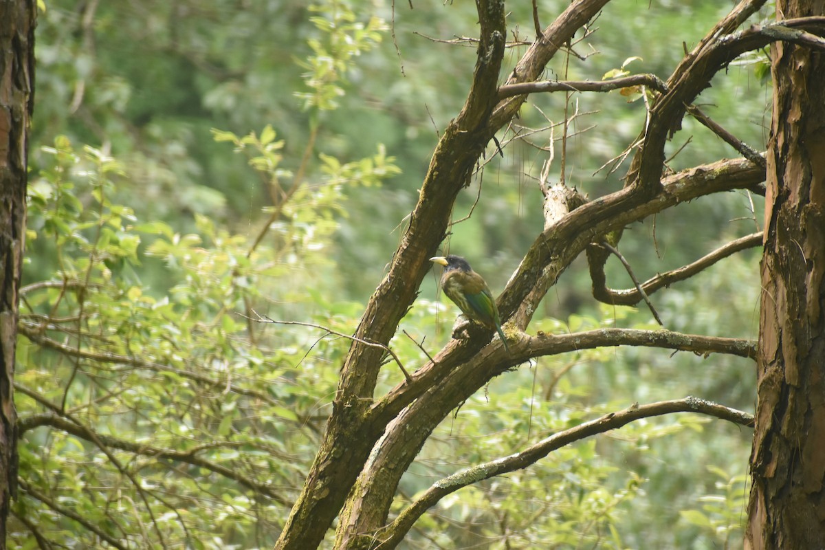 Great Barbet - ML643495459