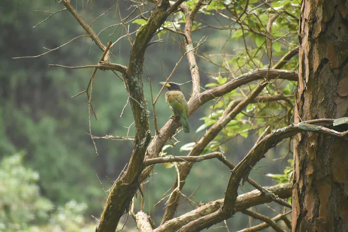 Great Barbet - ML643495460