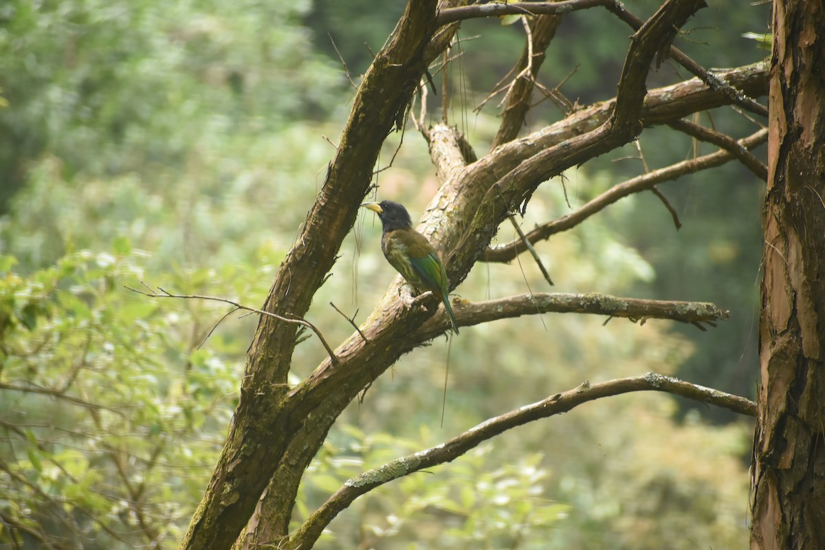 Great Barbet - ML643495461