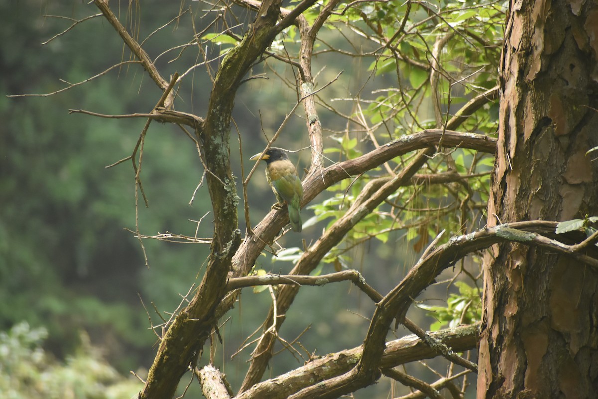 Great Barbet - ML643495462