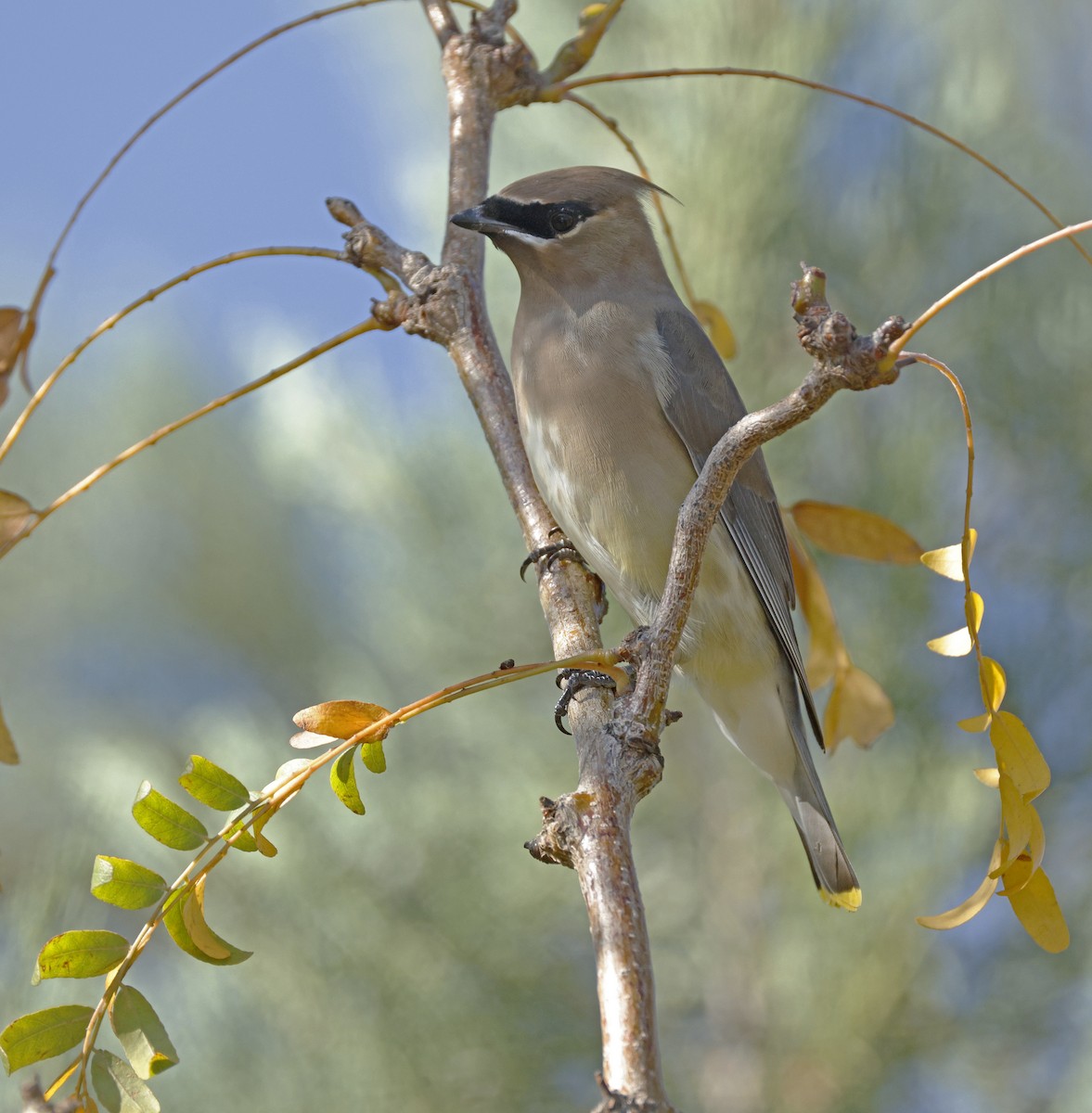 Cedar Waxwing - ML643495463