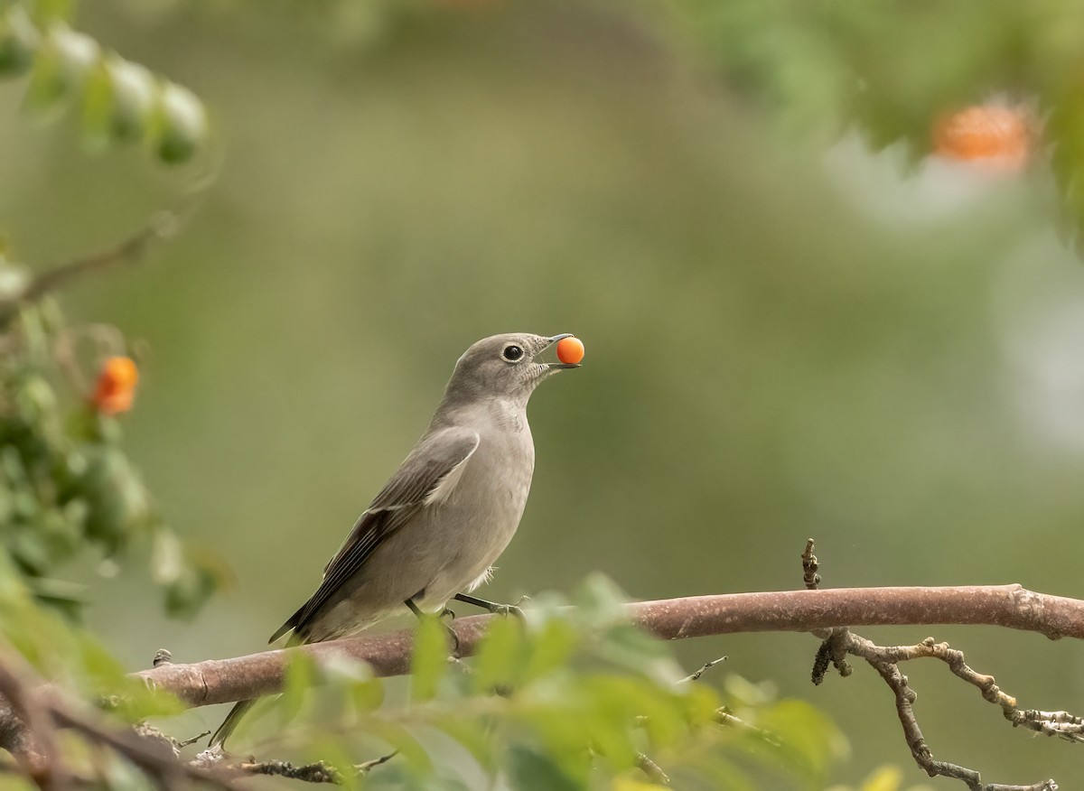 Townsend's Solitaire - ML643495464