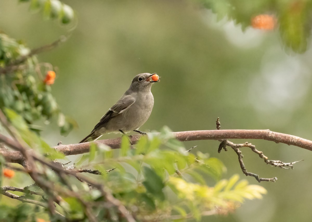 Townsend's Solitaire - ML643495465