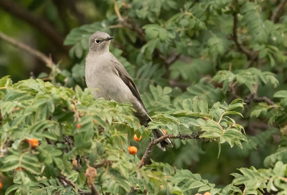 Townsend's Solitaire - ML643495466