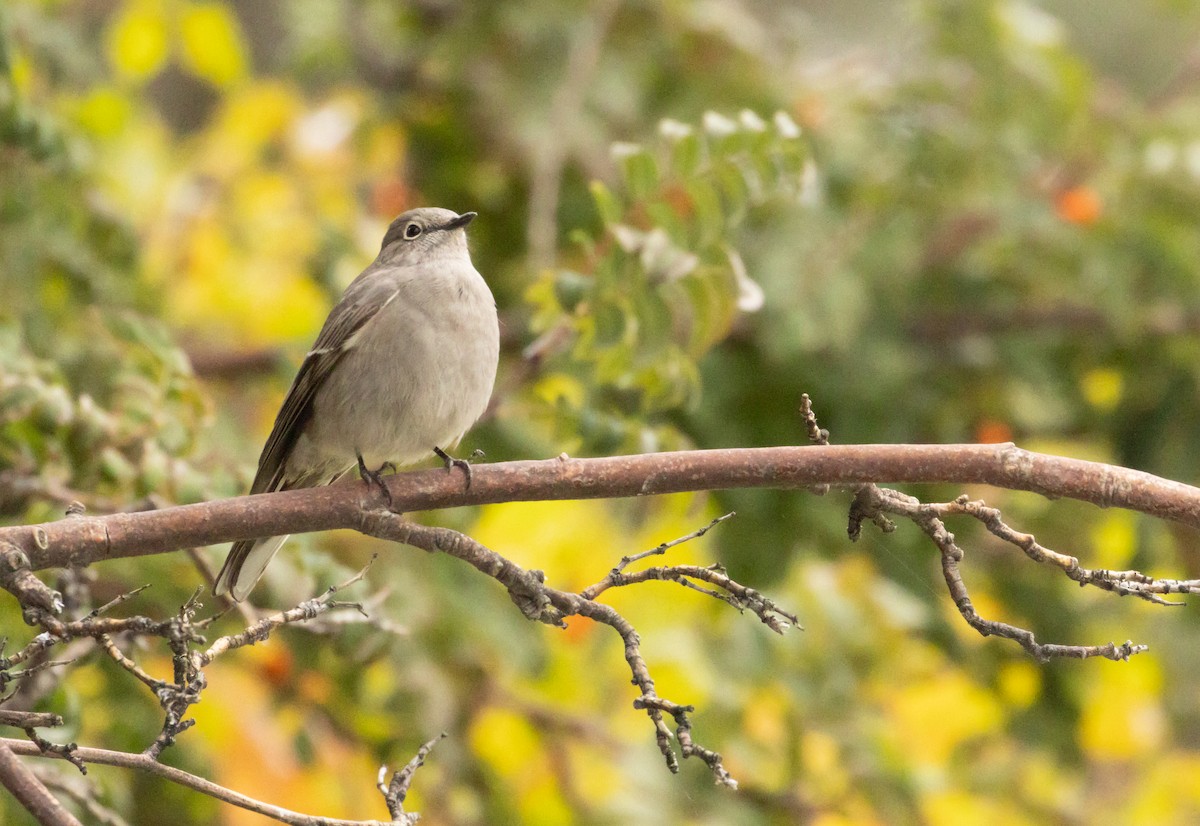 Townsend's Solitaire - ML643495467