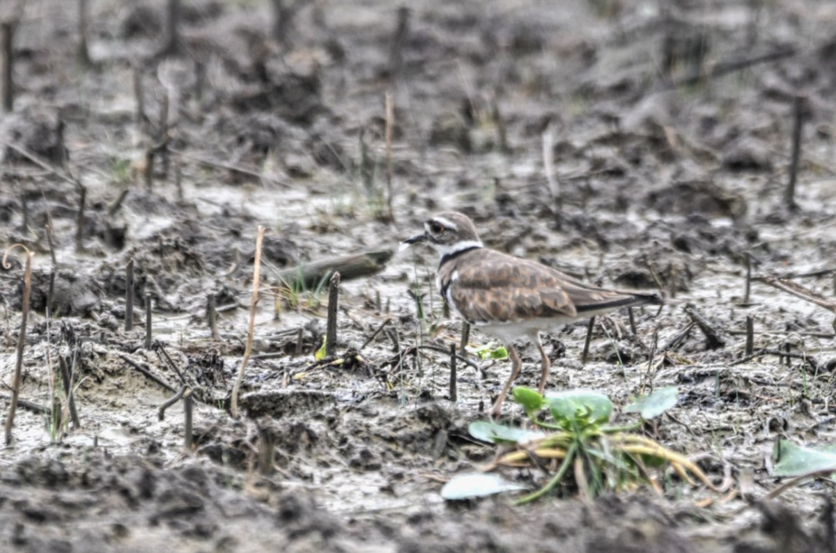 Пісочник крикливий - ML643495468