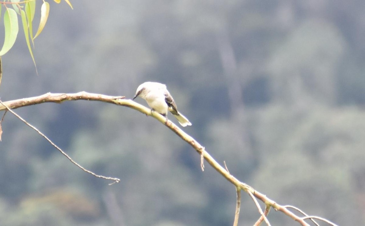 Tropical Mockingbird - ML643495470