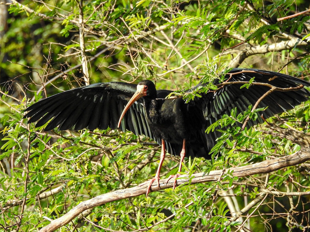 Bare-faced Ibis - ML643495478