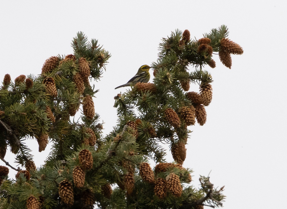 Townsend's Warbler - ML643495482