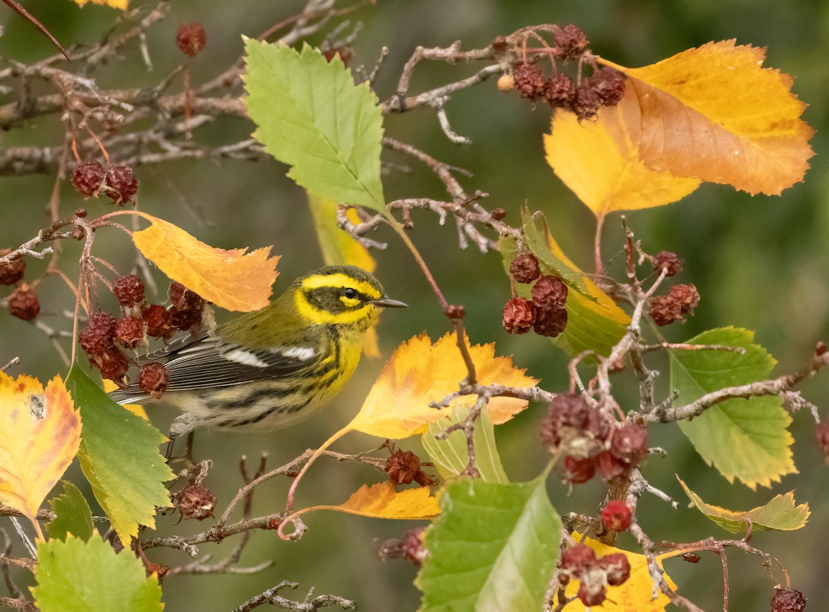 Townsend's Warbler - ML643495483
