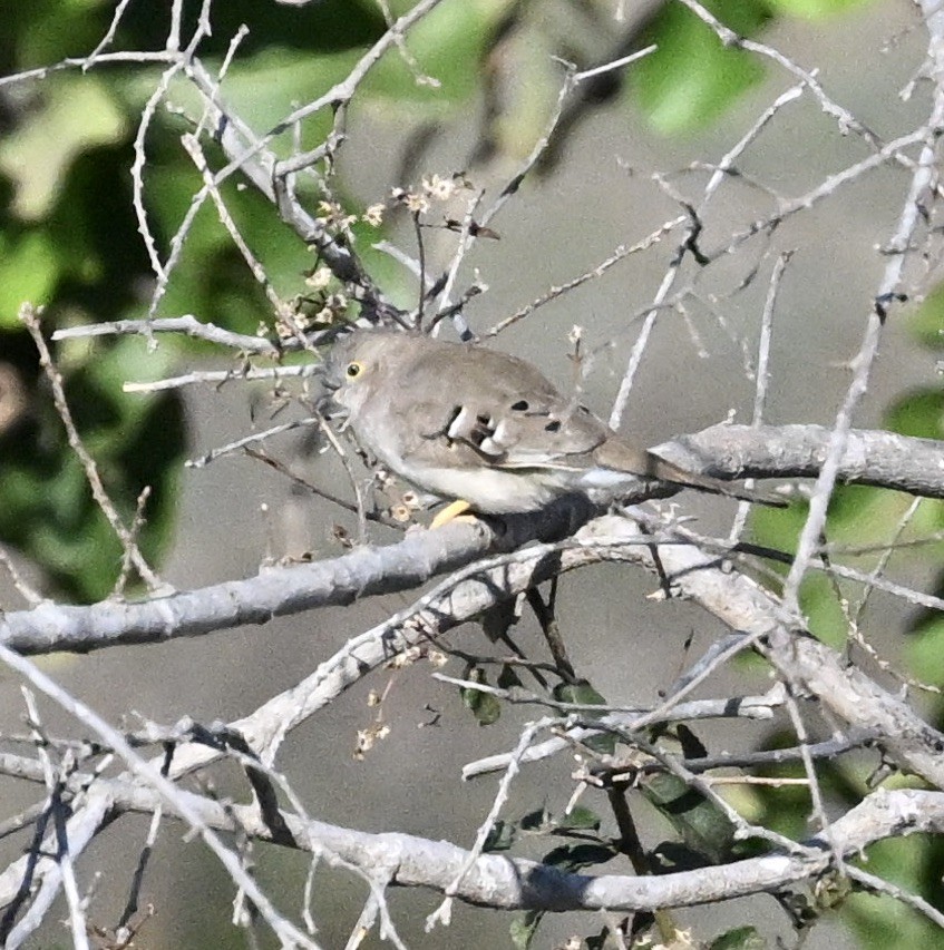 Long-tailed Ground Dove - ML643495486