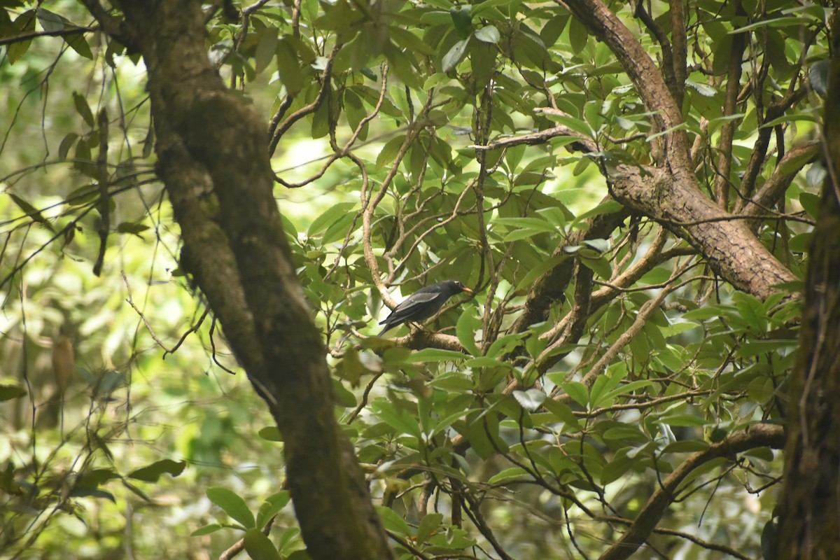 Gray-winged Blackbird - ML643495490