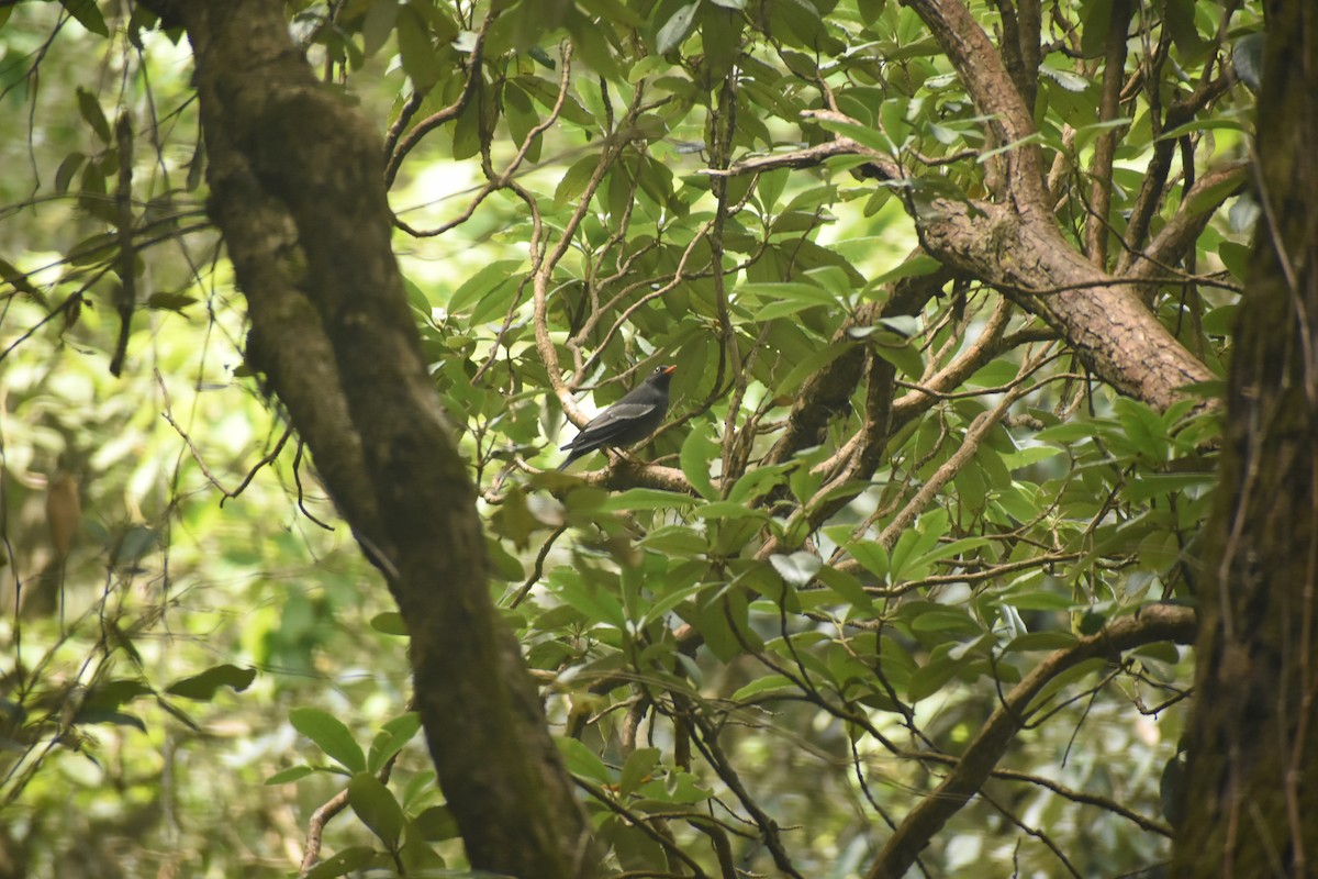 Gray-winged Blackbird - ML643495491