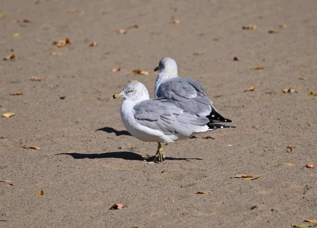 racek kroužkozobý - ML643495492