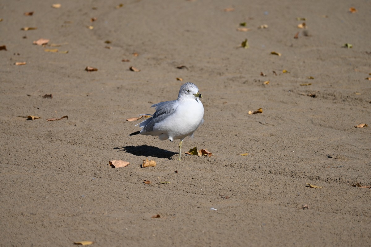 racek kroužkozobý - ML643495493