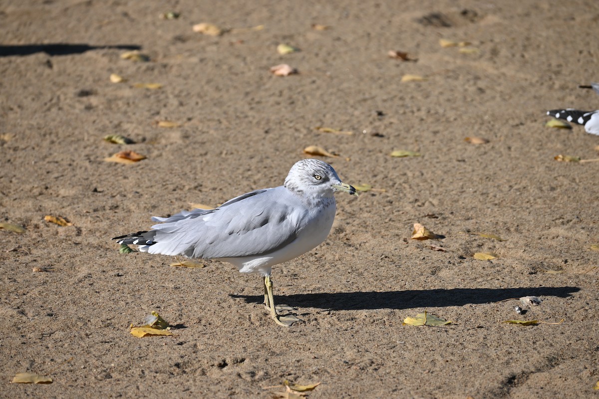 racek kroužkozobý - ML643495494