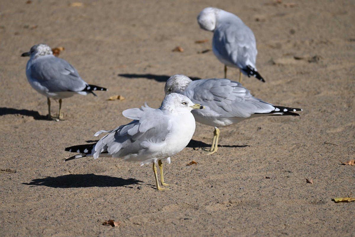 racek kroužkozobý - ML643495495