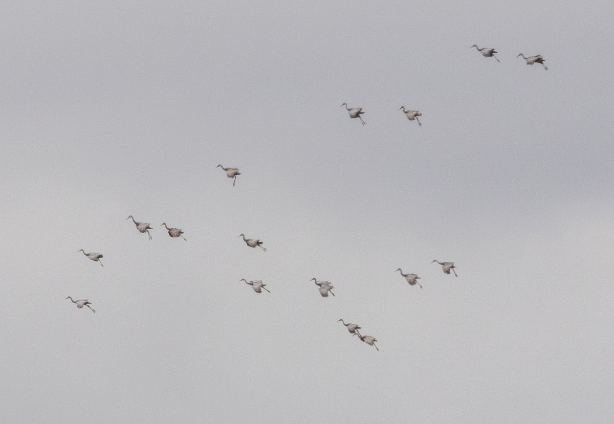 Sandhill Crane - ML643495497