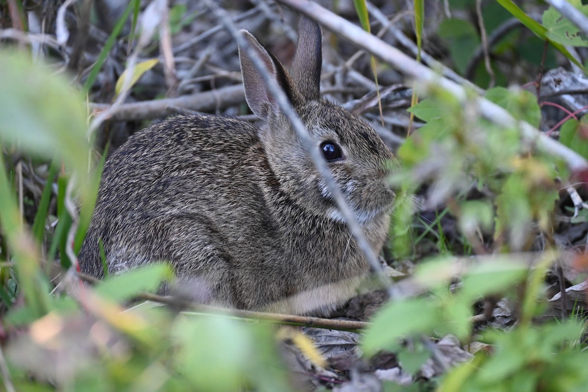 Eastern Cottontail - ML643495502