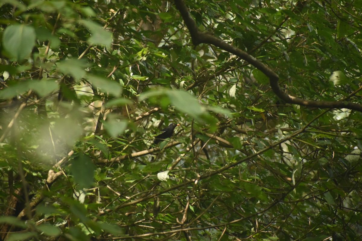 Gray-winged Blackbird - ML643495507
