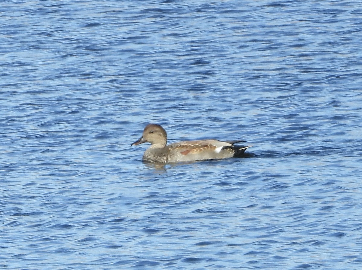 Gadwall - ML643495508