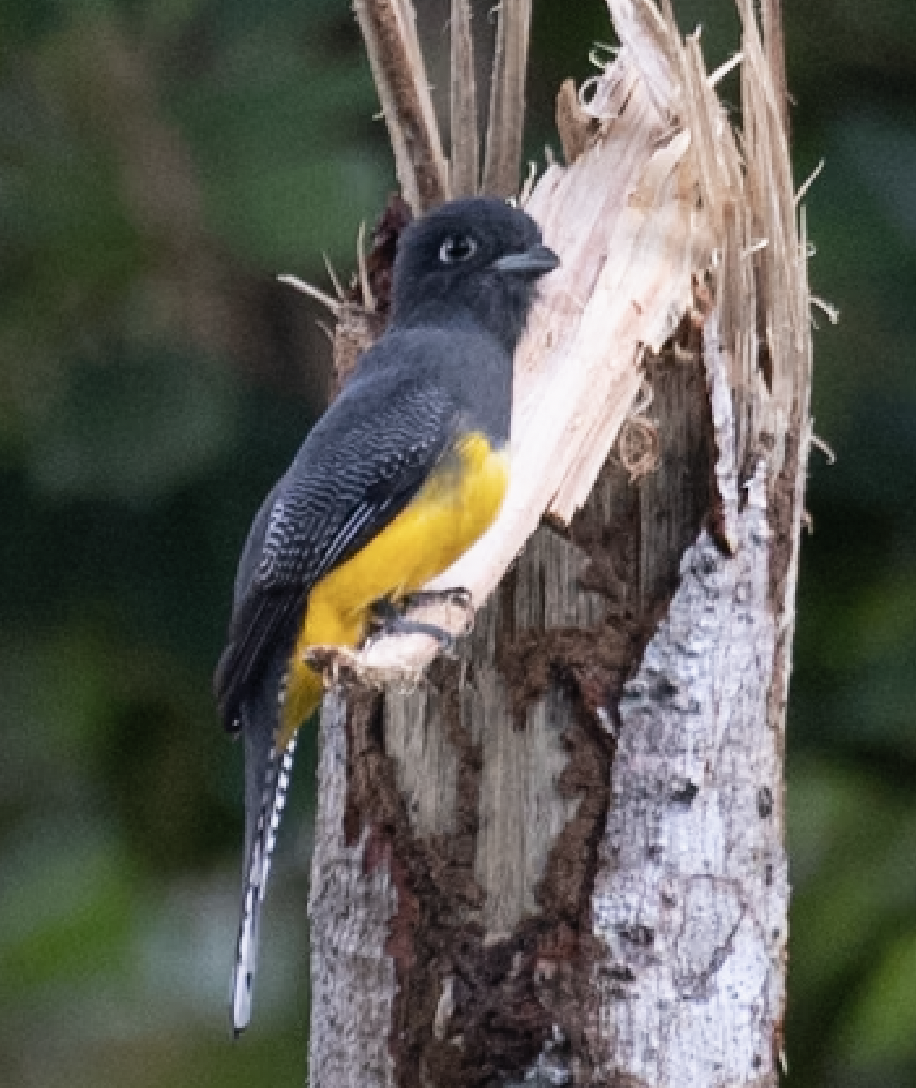 Gartered Trogon - ML643495520