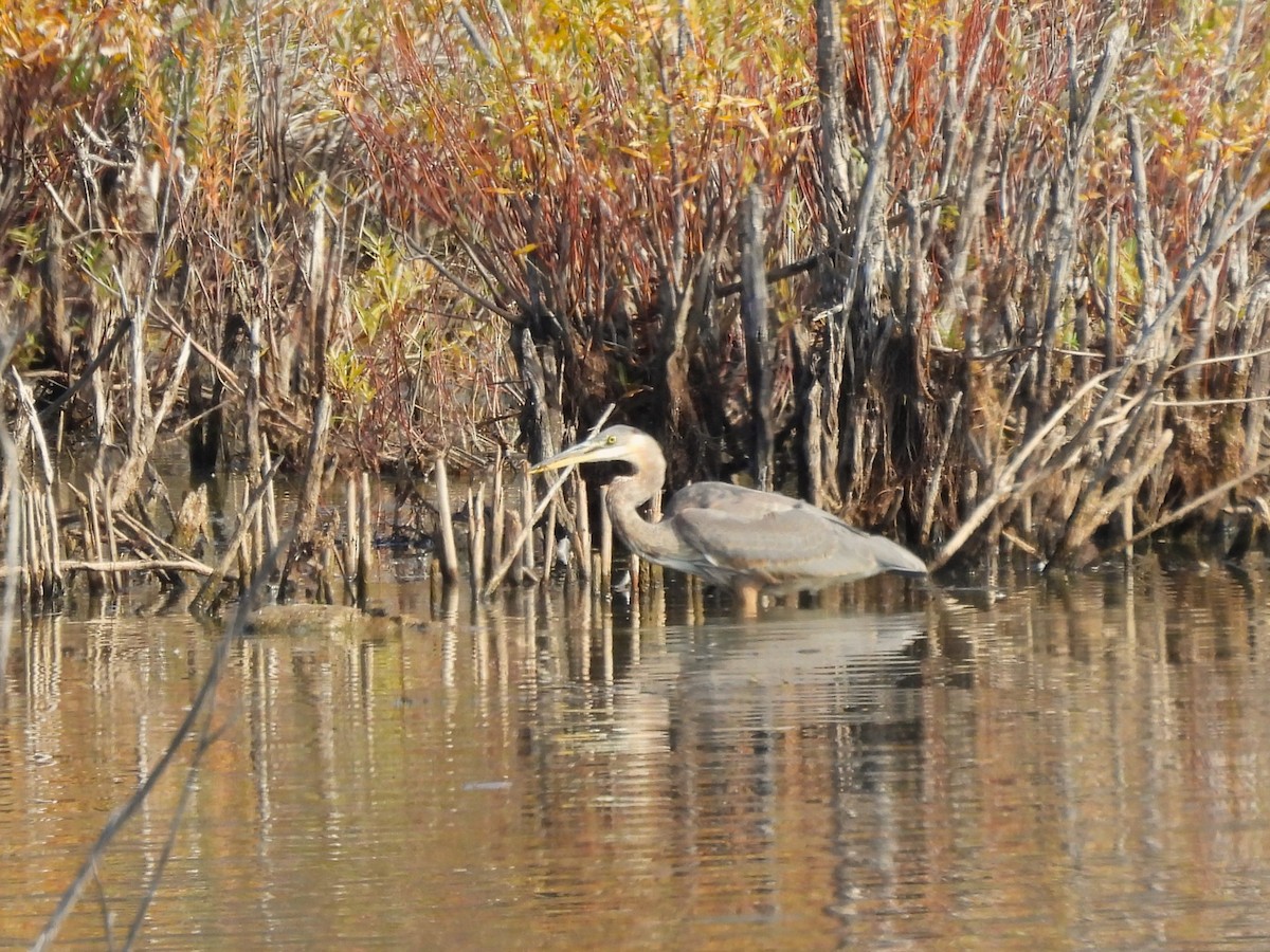 Great Blue Heron - ML643495543