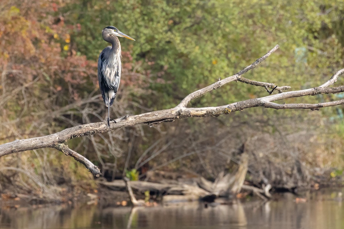 Great Blue Heron - ML643495545