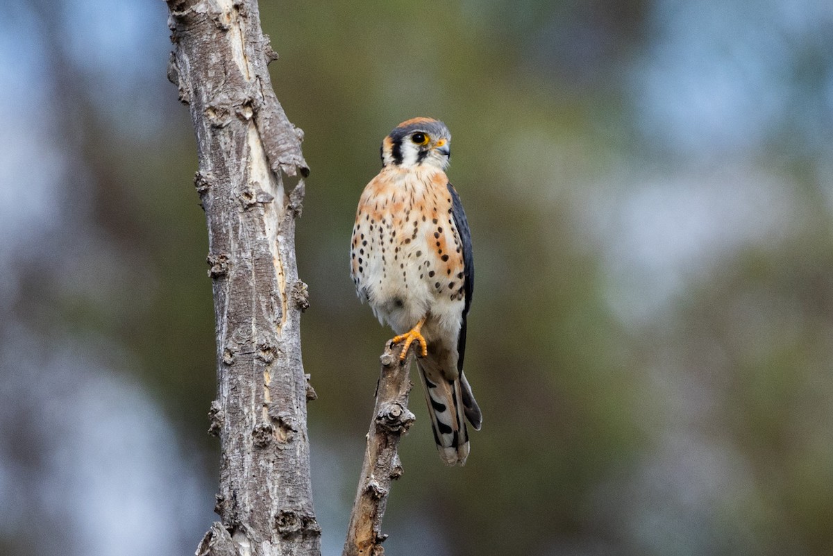 American Kestrel - ML643495546