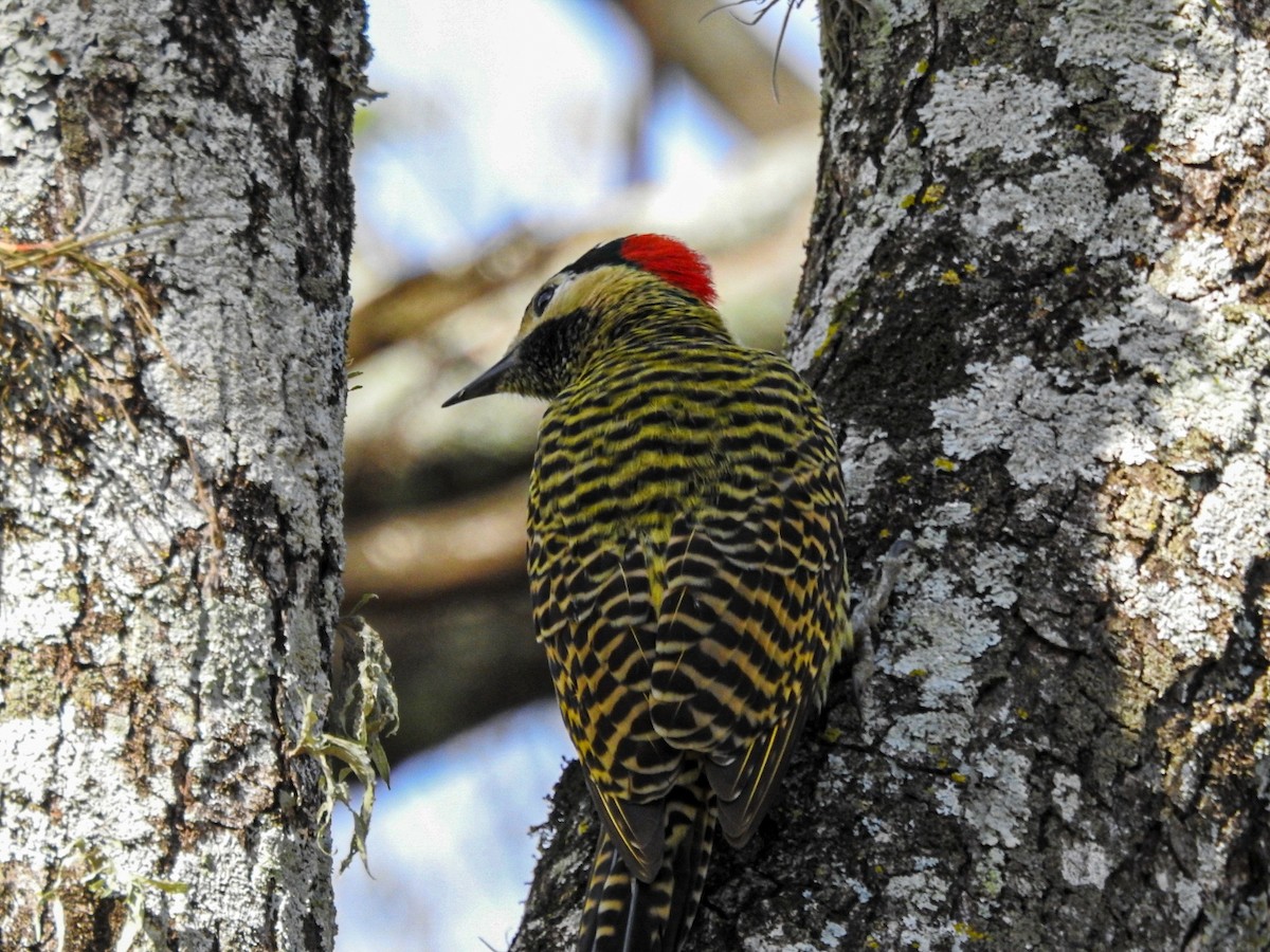 Green-barred Woodpecker - ML643495547