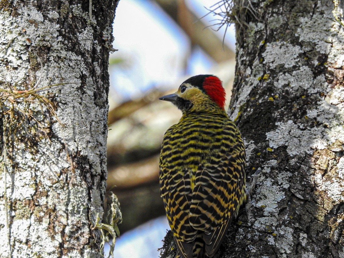Green-barred Woodpecker - ML643495548