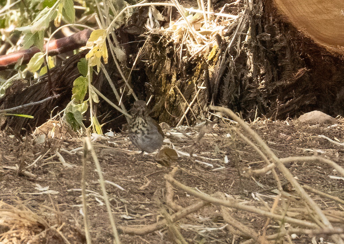 Hermit Thrush - ML643495555