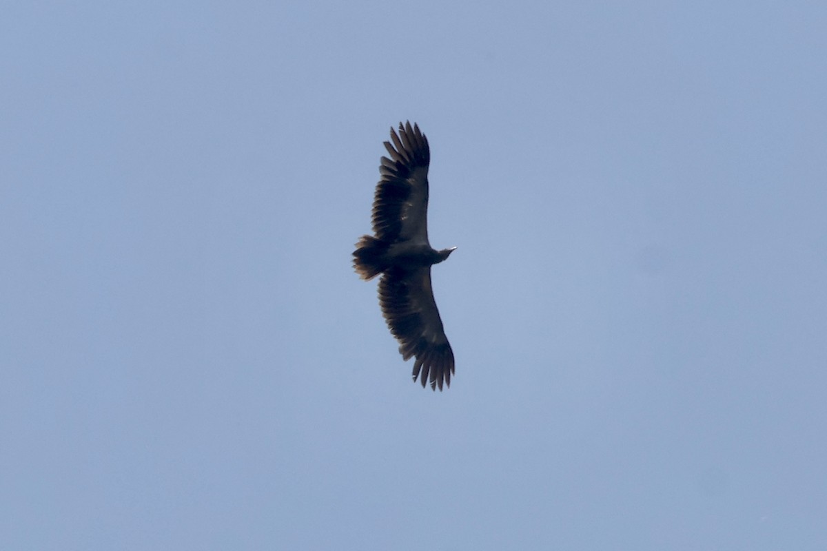 Palm-nut Vulture - ML643495557