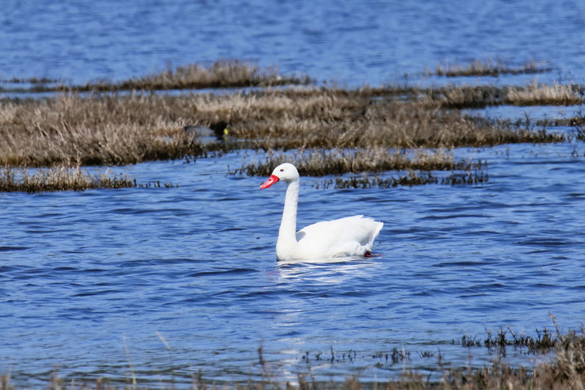 Coscoroba Swan - ML643495564