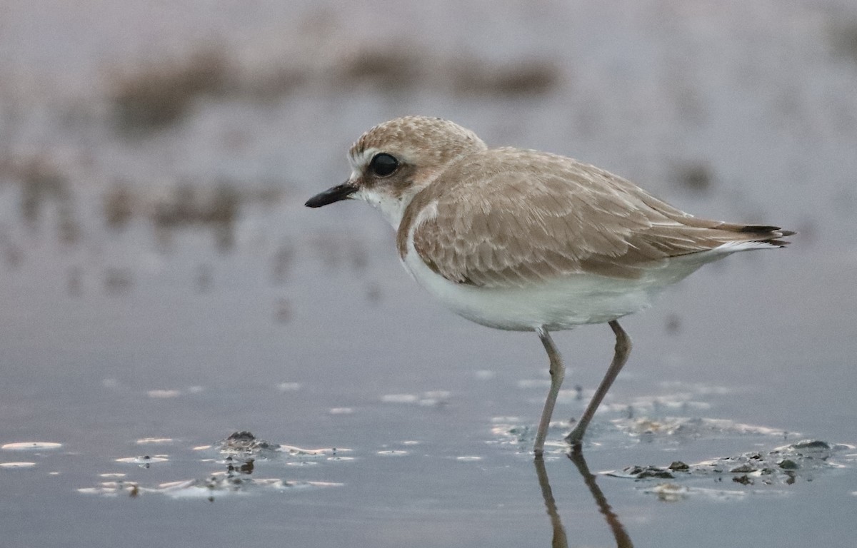 Kentish Plover - ML643495569