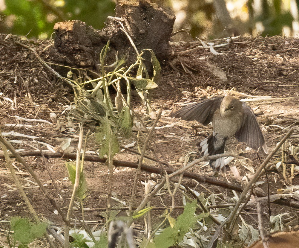 Yellow-rumped Warbler - ML643495571