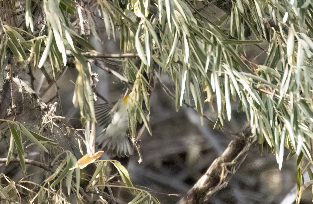Prothonotary Warbler - ML643495575