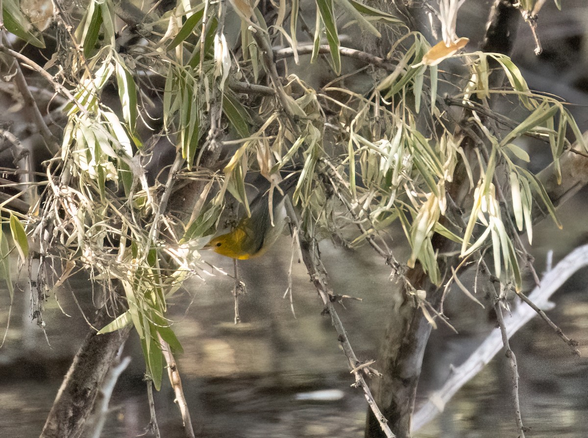 Prothonotary Warbler - ML643495576
