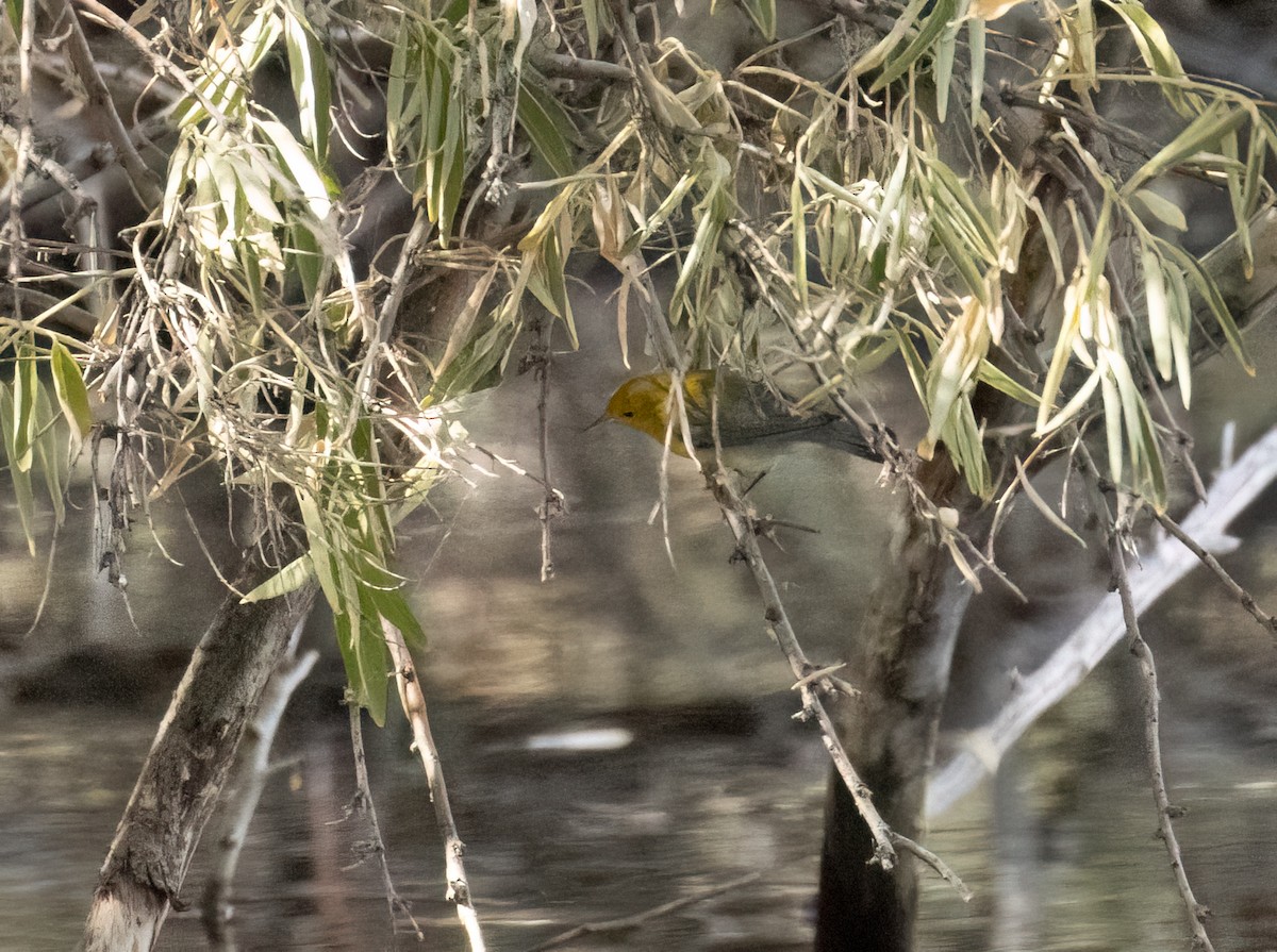 Prothonotary Warbler - ML643495577
