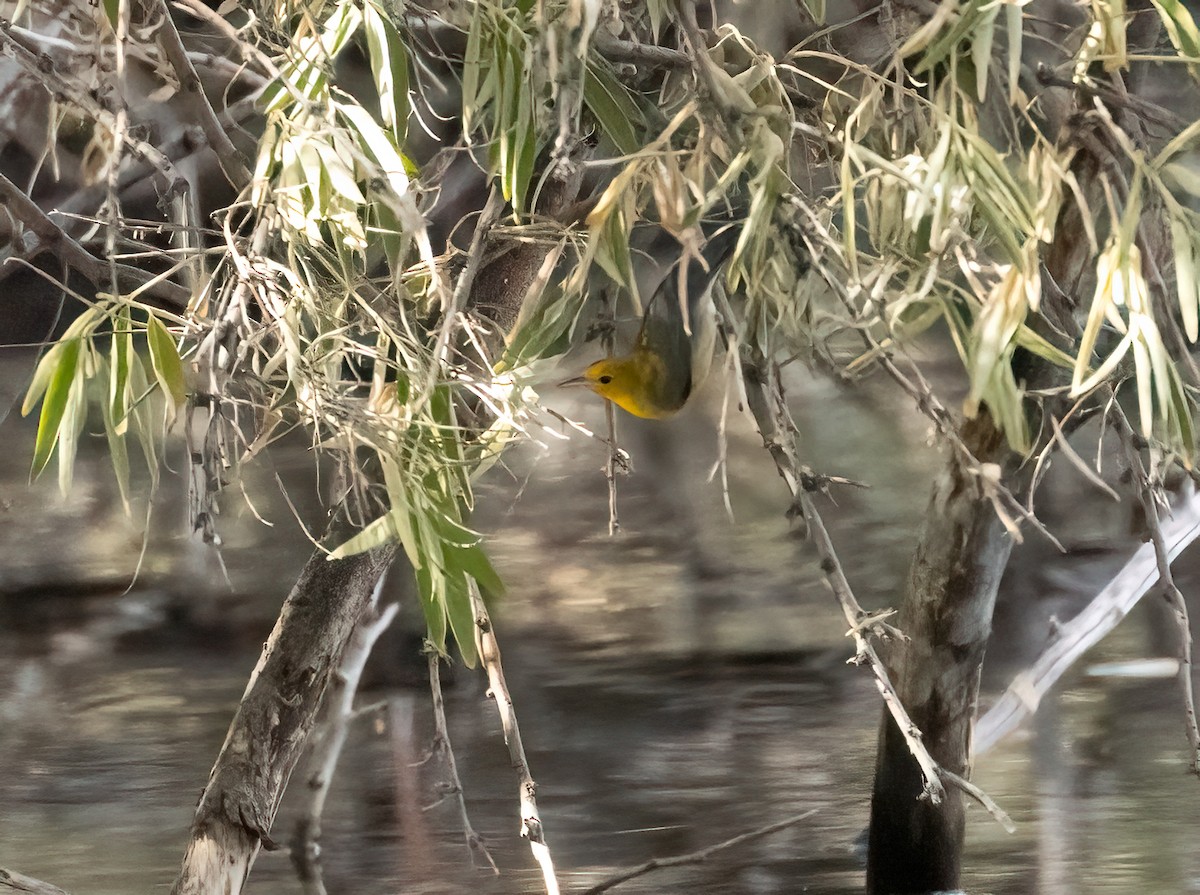 Prothonotary Warbler - ML643495578